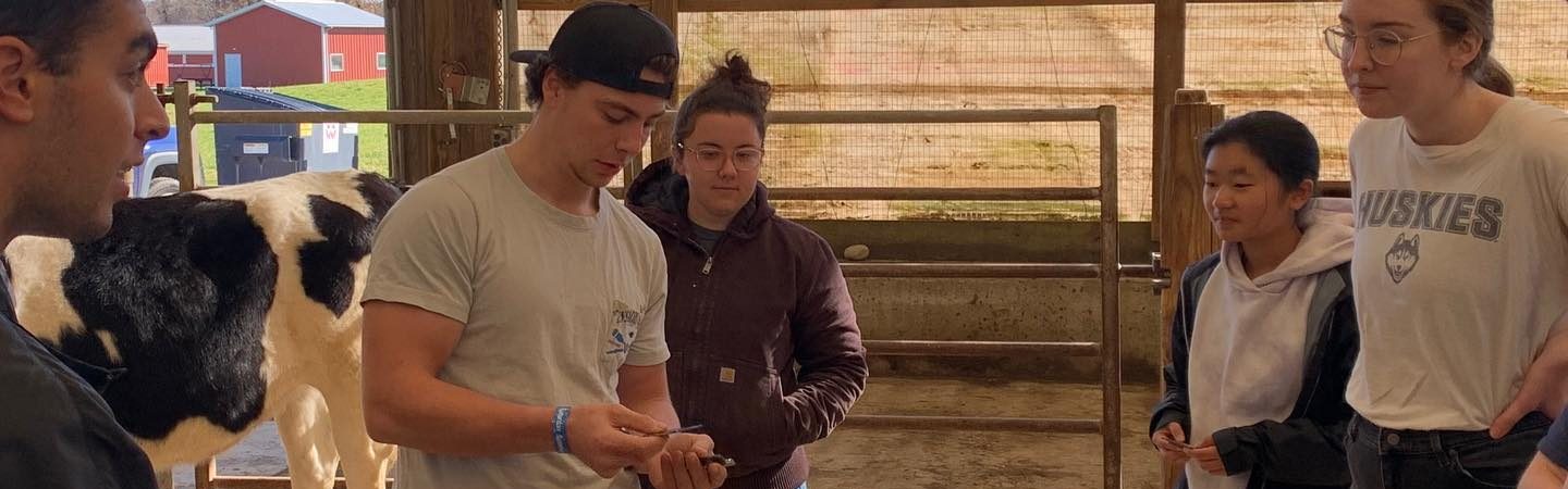 students watching a cow get clipped