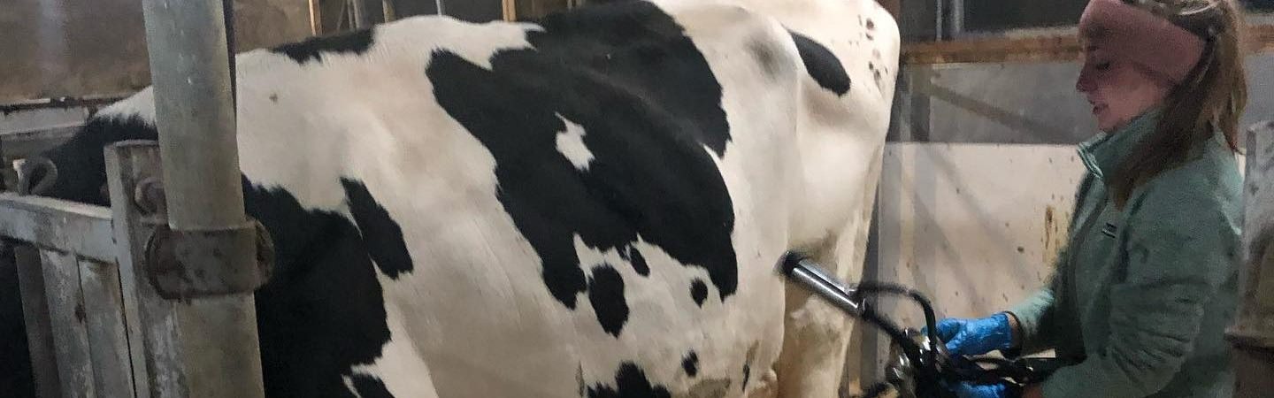 girl milking a cow in a box stall