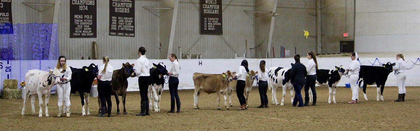 students walking dairy cows at a show